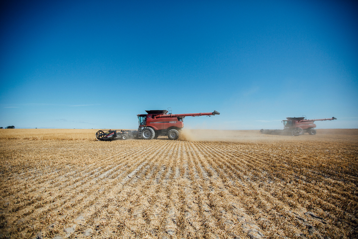 Pulse crop harvesting