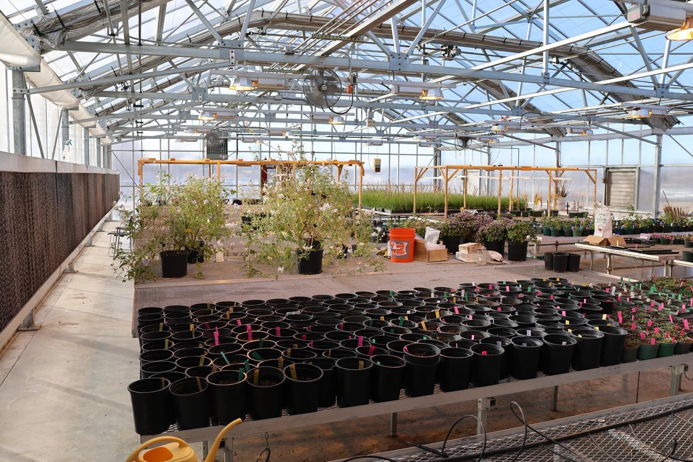 A large greenhouse with multiple benches covered in plants and pots