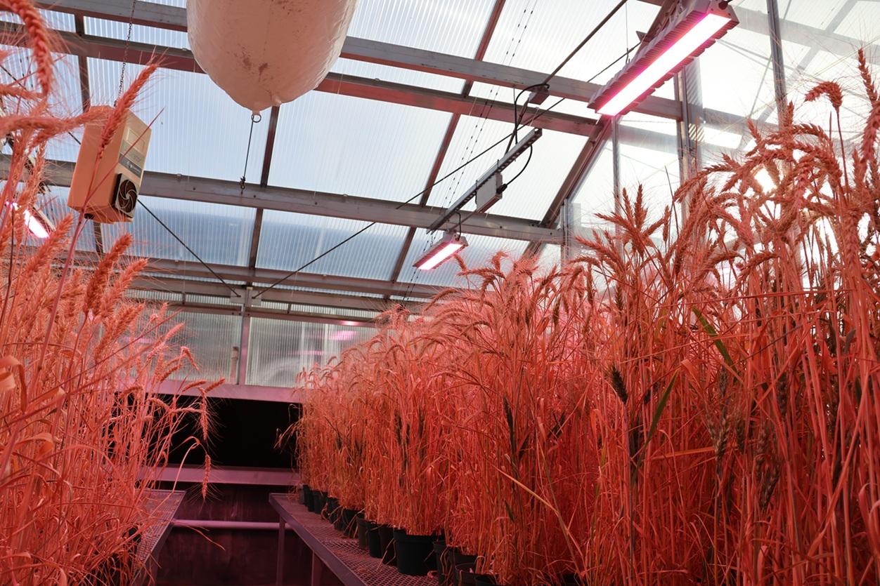 Blacks of wheat plants drying down in a greenhouse