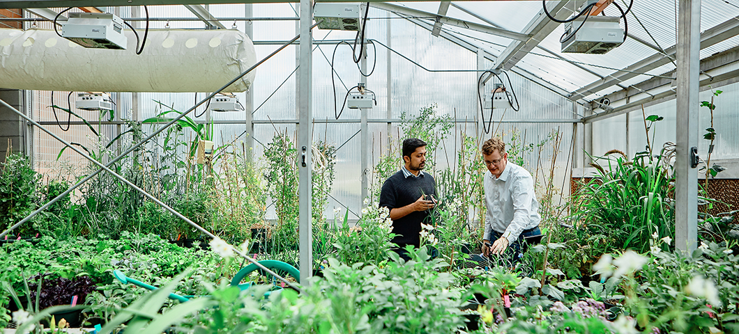 Two people looking at plants in a greenhouse.