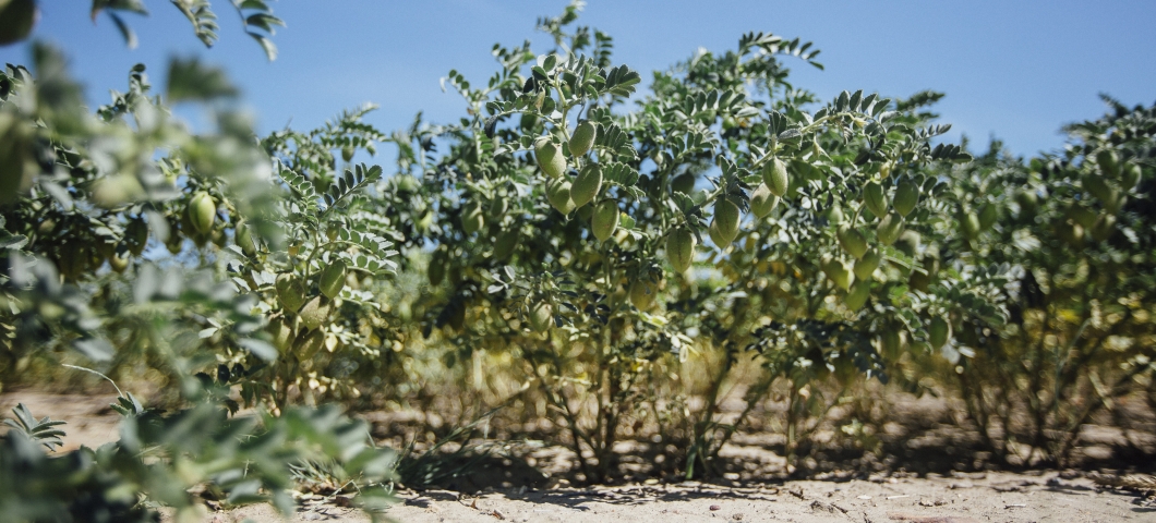 Chickpeas