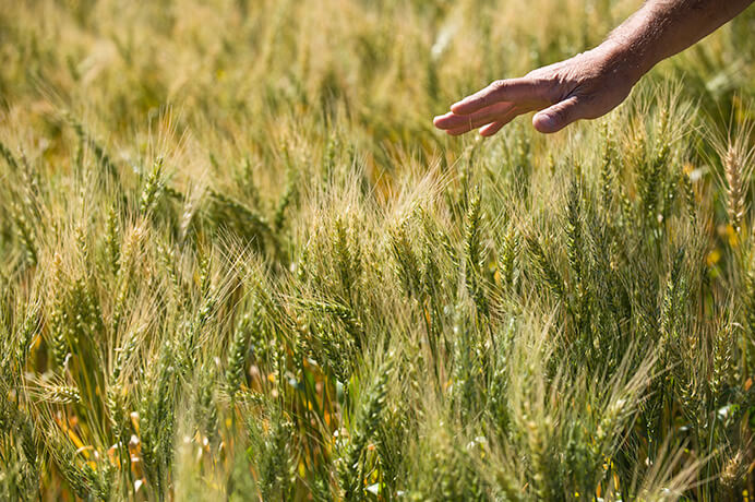 Hand in Wheat