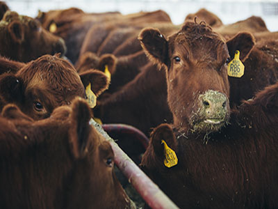 red angus