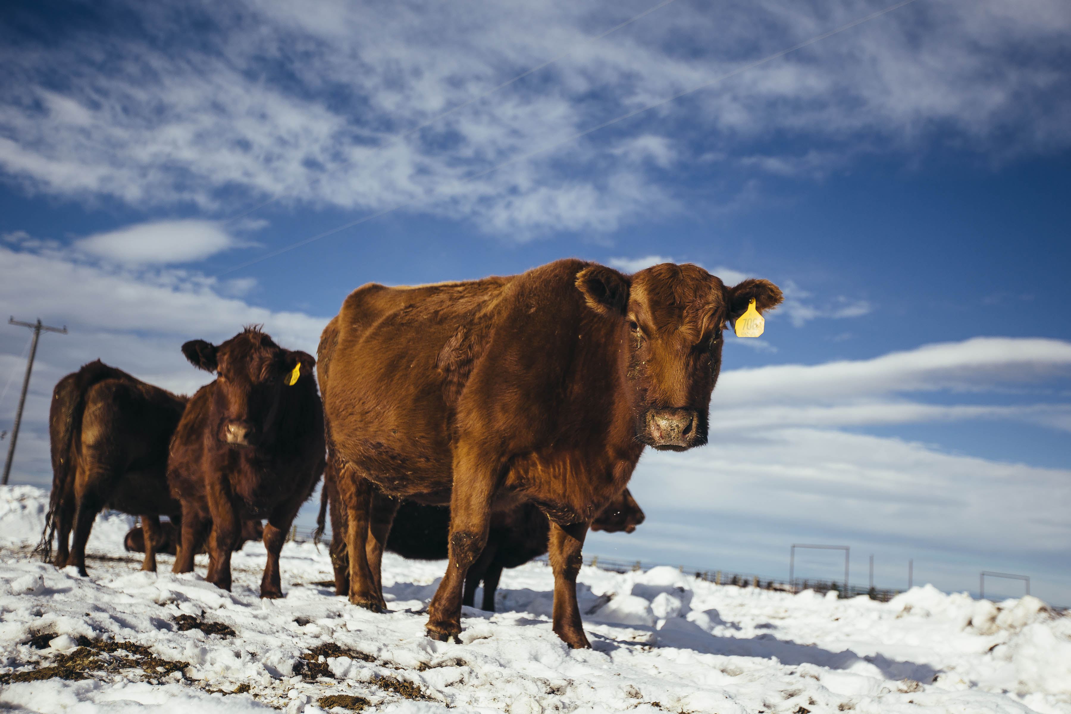 red angus at bart farm