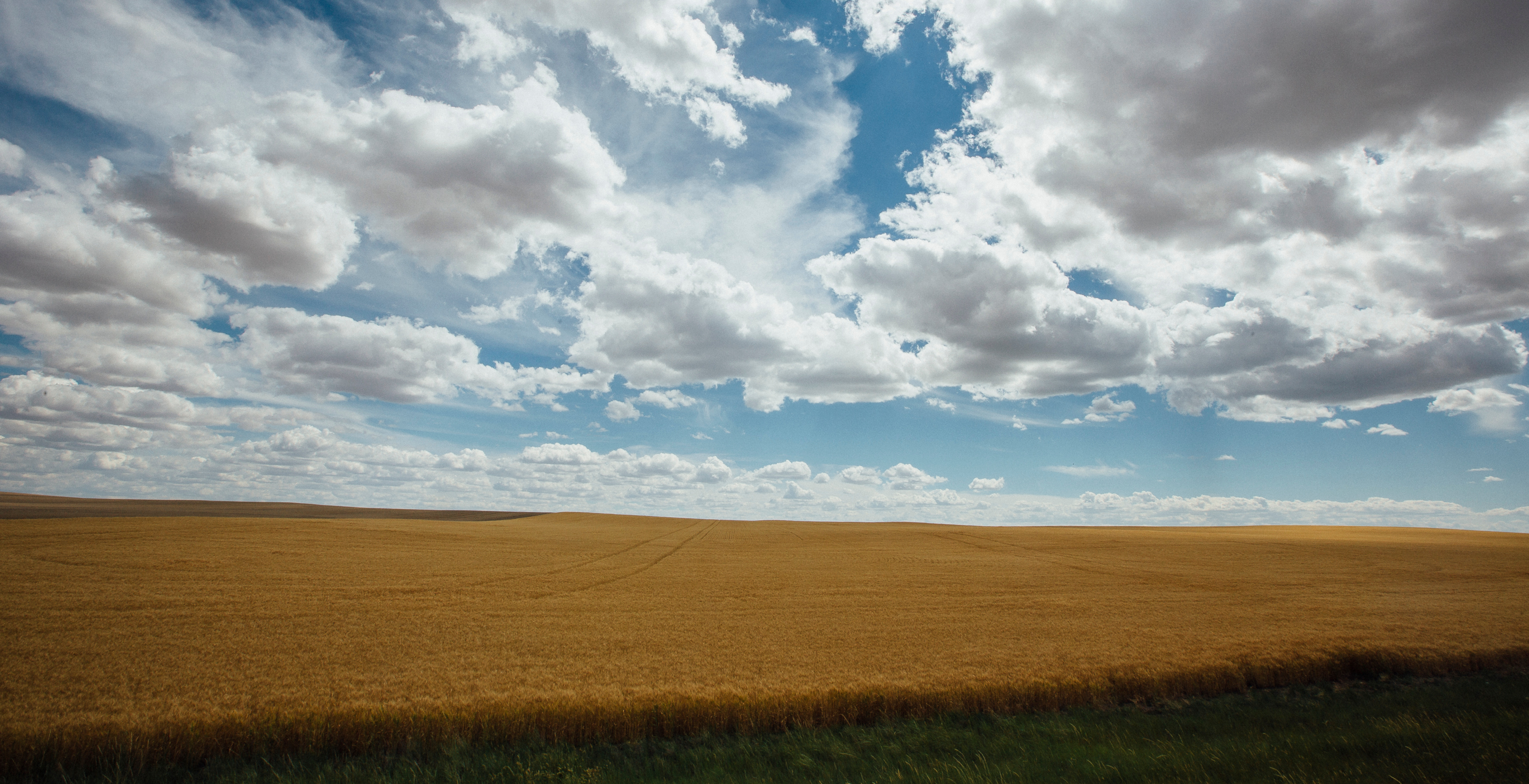 Montana wheat field