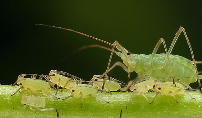 A group of small green insects
