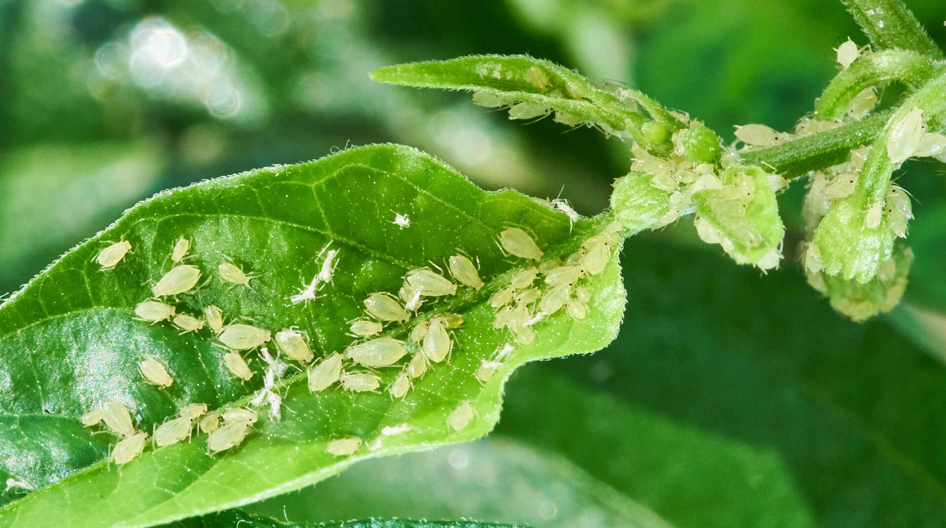 A cluster of small green insects covering a plant leaf