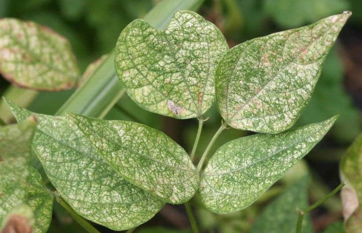 A leaf covered in fine yellow speckling