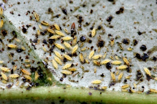 A cluster of tiny tan insects on a leaf surrounded by black specks of frass (insect waste)