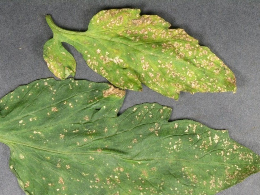 Two leaves covered with blotchy tan scrape marks