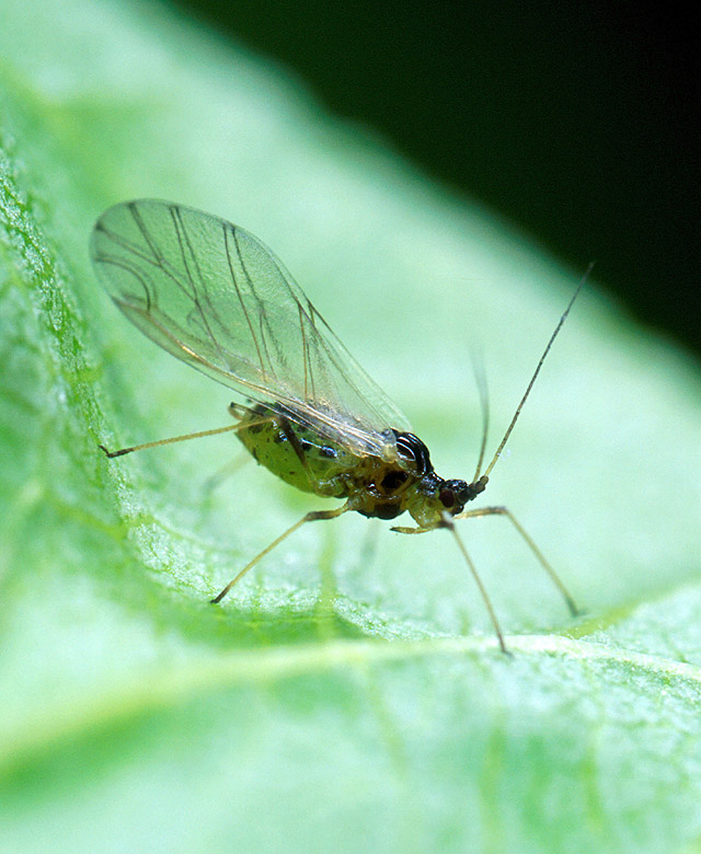 A winged aphid A small dark-colored insect with wings