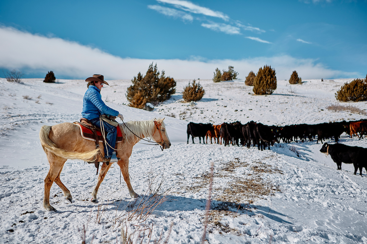 A man on a horse in a field of cattle